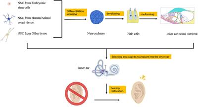 Stem Cell-Based Therapies in Hearing Loss